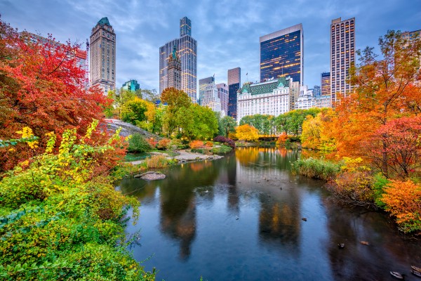 A photo of Central Park during the season of Autumn. The leaves are various shades of green, yellow, orange, and red. Central Park was designed by Fredrick Law Olmsted.